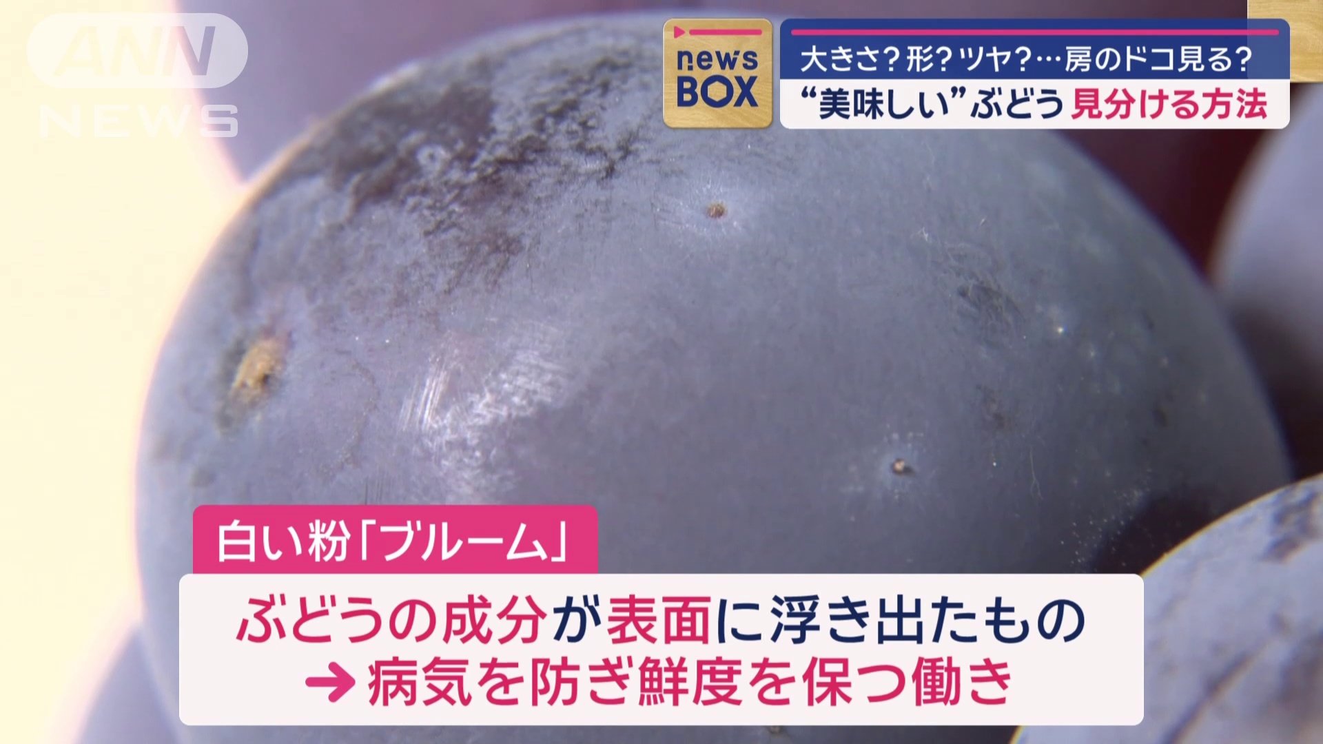ブルーム