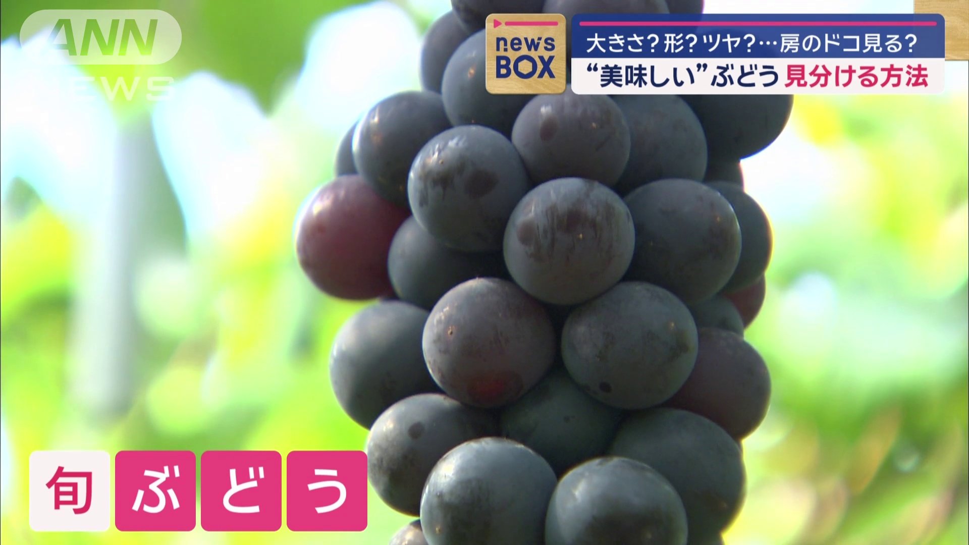 新鮮なぶどうを選ぶポイント

