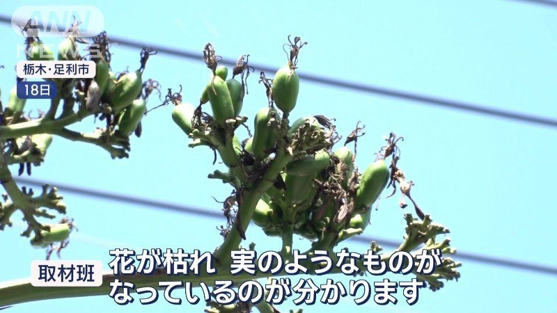 花が枯れ、実のようなものが