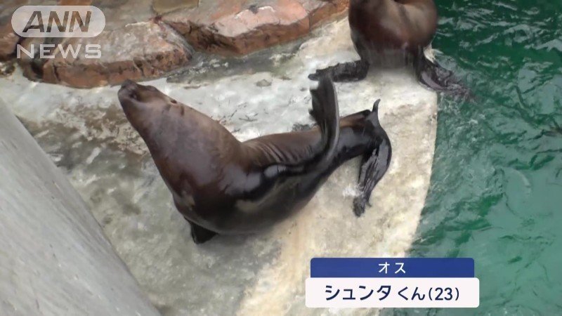 オスのトド、シュンタくん（23）　単独の指示「バイバイ」では左前脚を振る
