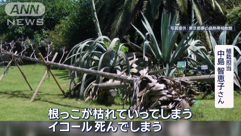 開花後、根っこが枯れてしまう