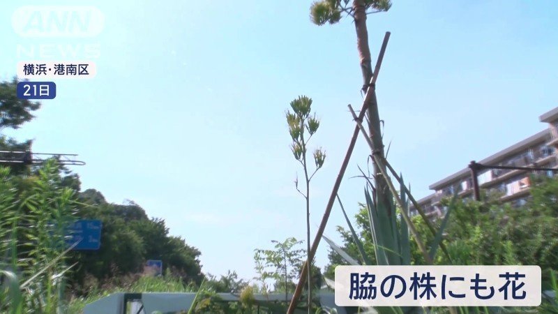 脇の株にも花