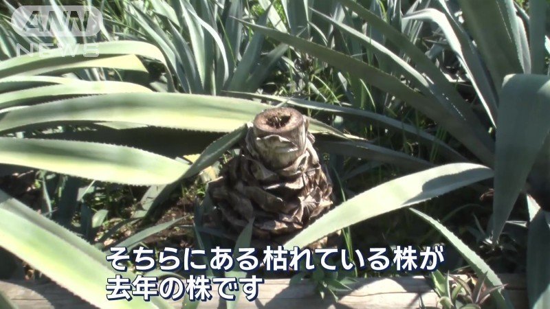 枯れた株