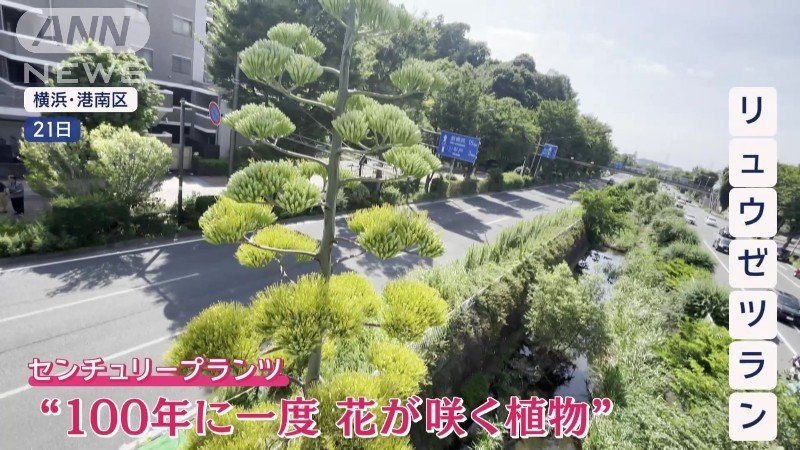 見頃を迎える