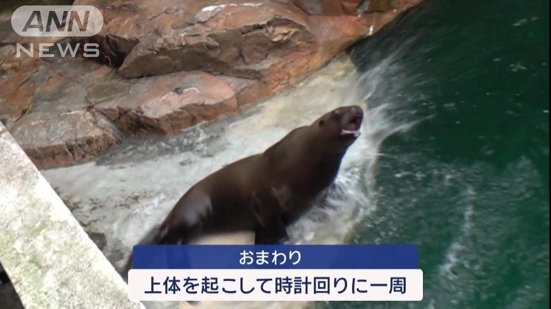 単独の指示「おまわり」では上体を起こして時計回りに一周