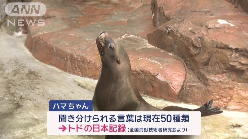 メスのトド、ハマちゃん（15）
