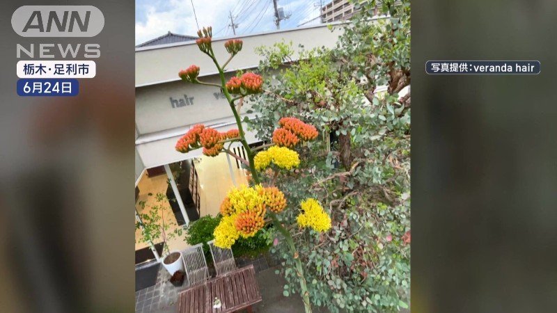 栃木・足利市で開花したリュウゼツラン