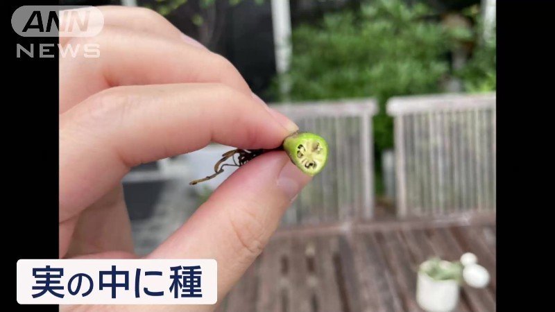 実の中に種