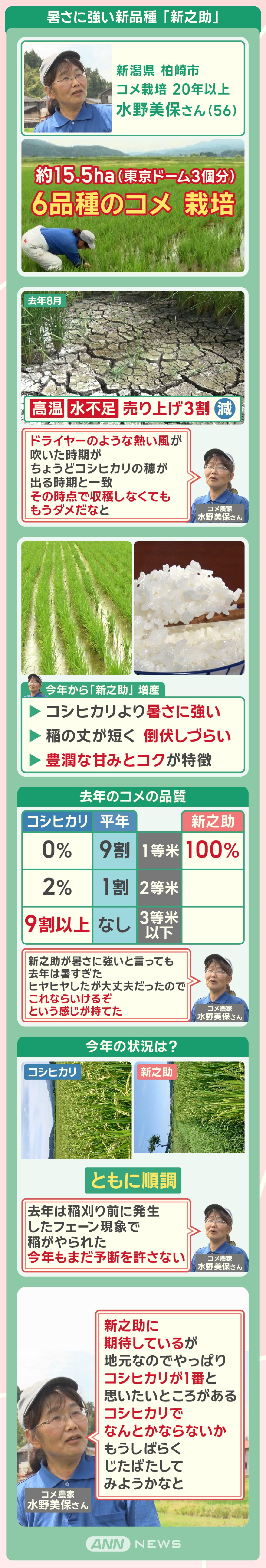 暑さに強い新品種 「新之助」