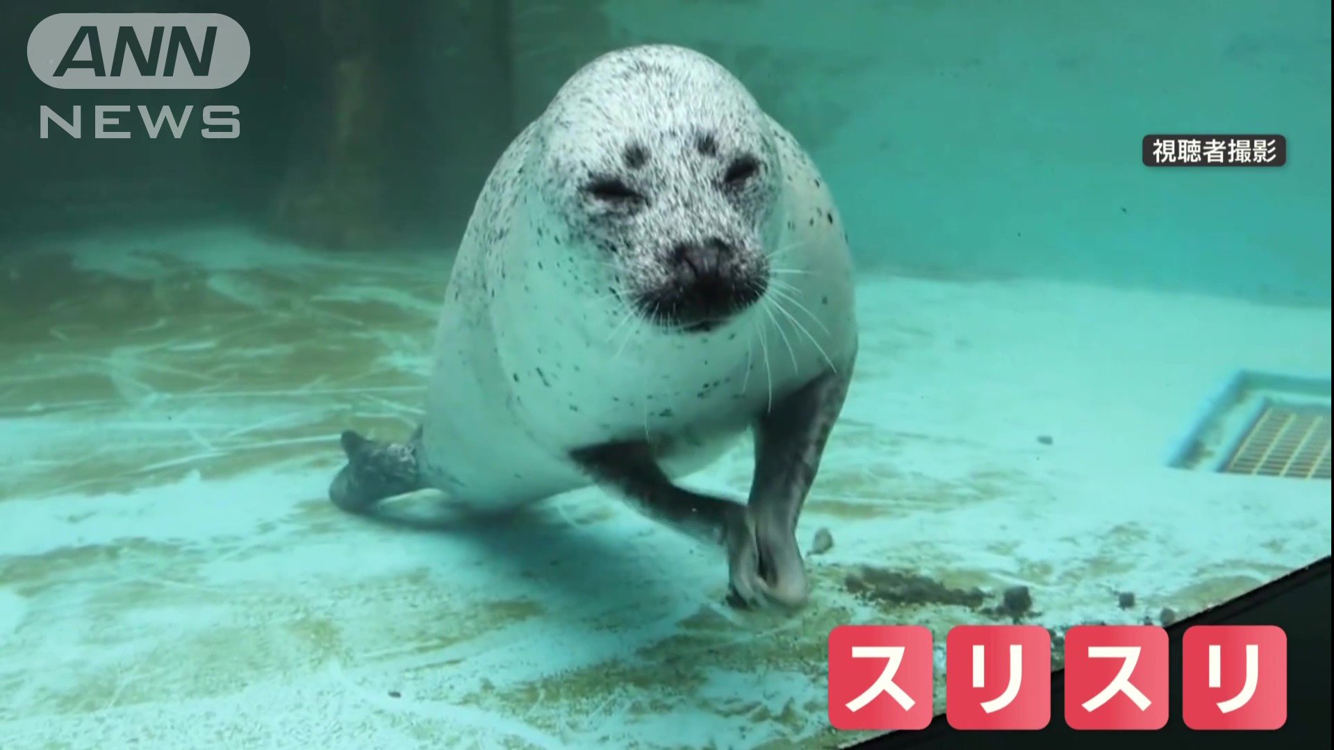 ゴマフアザラシのこまちちゃん(15)