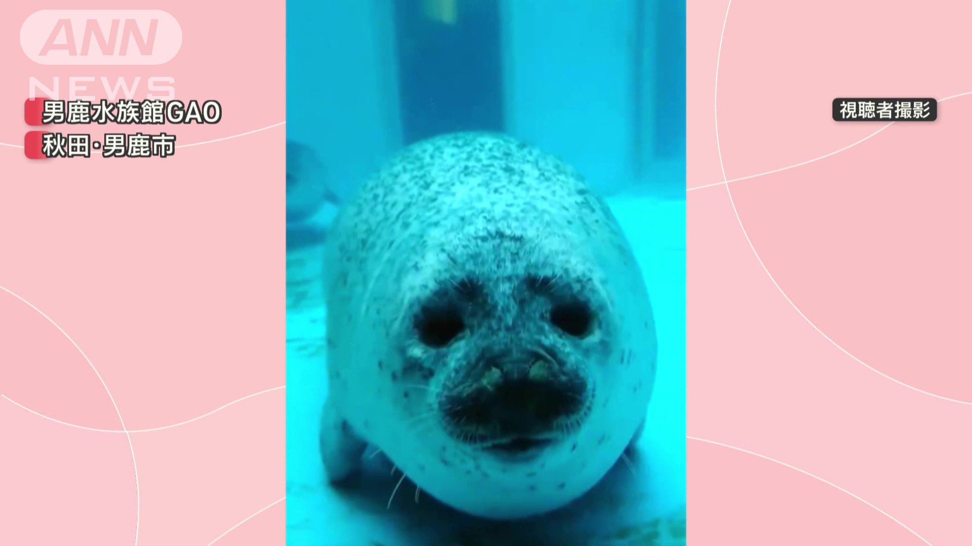 泳ぐゴマフアザラシ