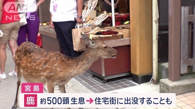 宮島に500頭生息