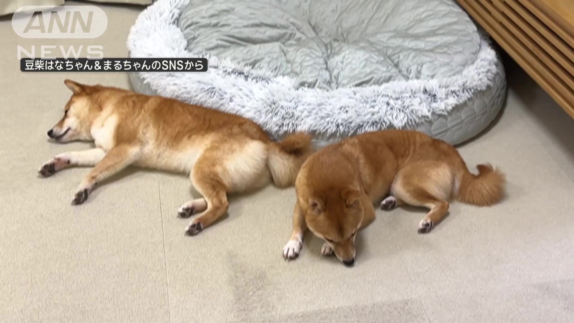くつろぐ２匹