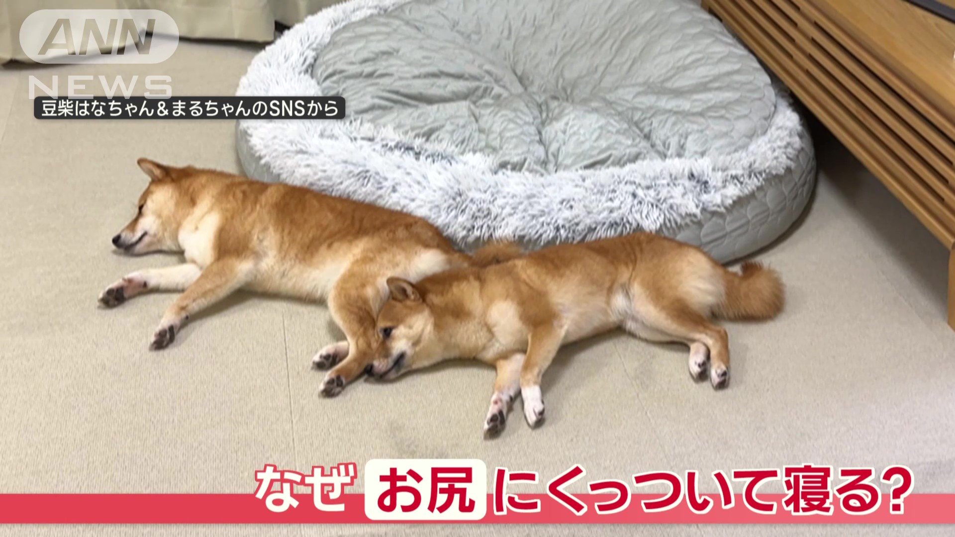豆柴のはなちゃん(4)とまるちゃん(2)