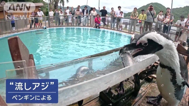 ペンギンによる「流しアジ」