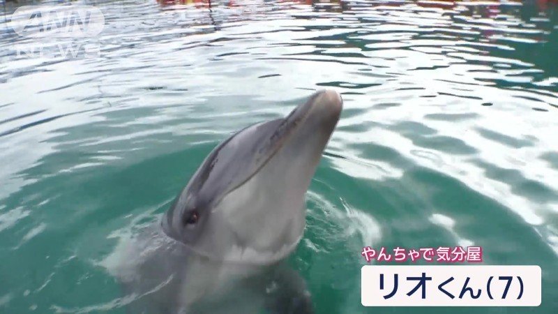 イルカのリオくん