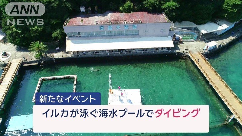 イルカが泳ぐ海水プールでダイビング