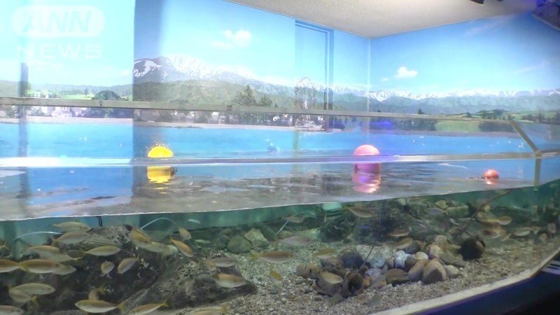 造波機が壊れ、凪の水槽に