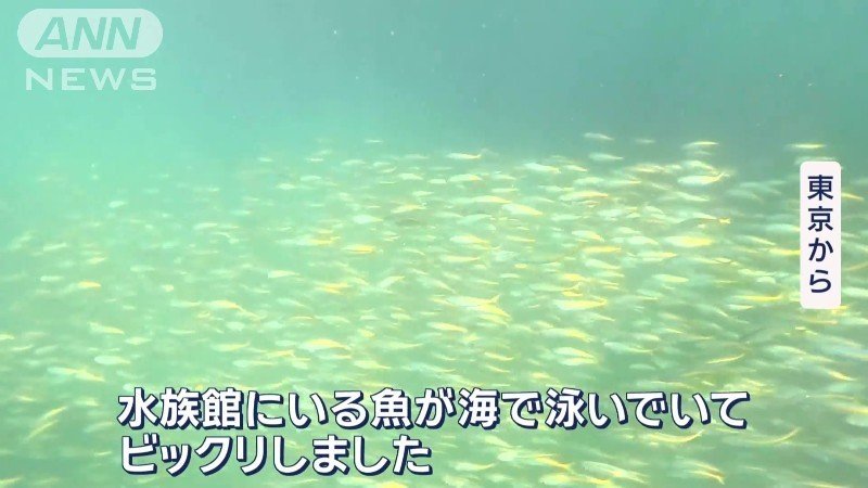 ダイビングは大好評