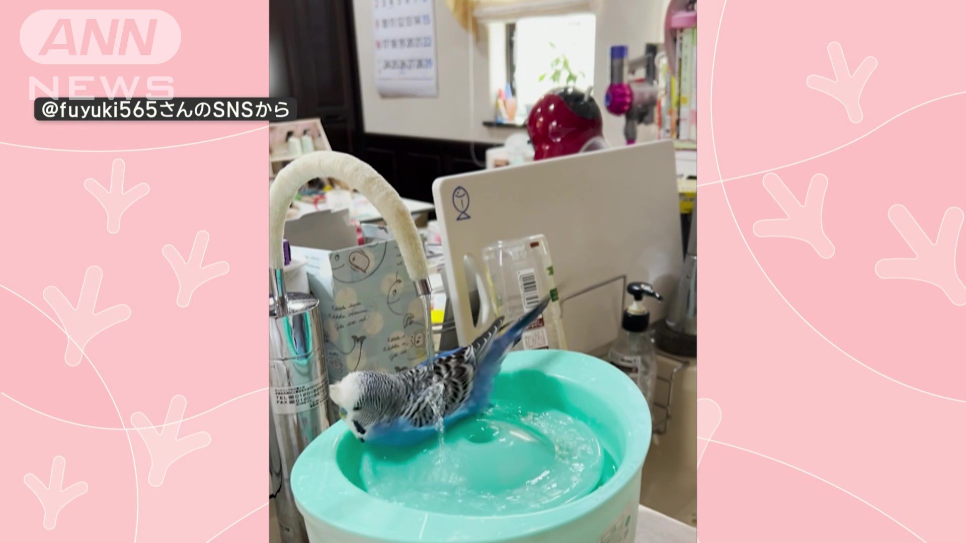 水遊びするインコさん