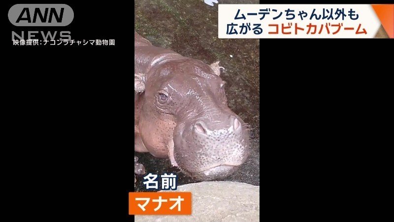 11歳のコビトカバも大人気