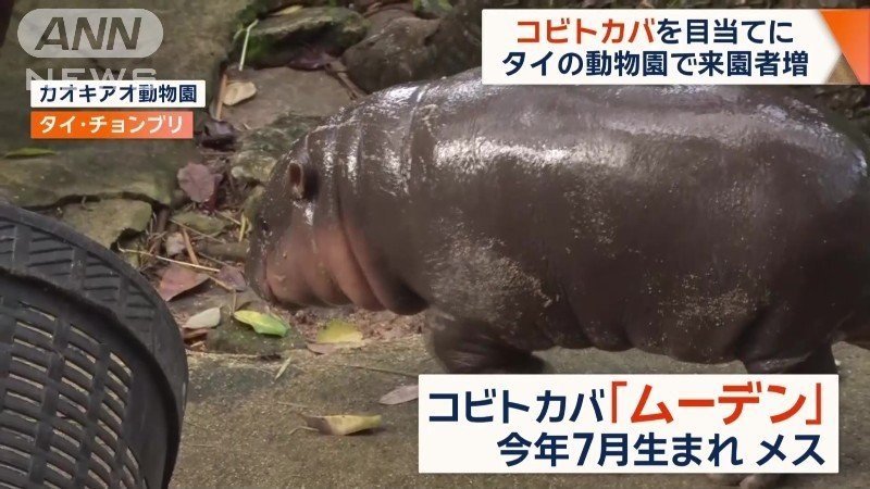 コビトカバ・ムーデンちゃん