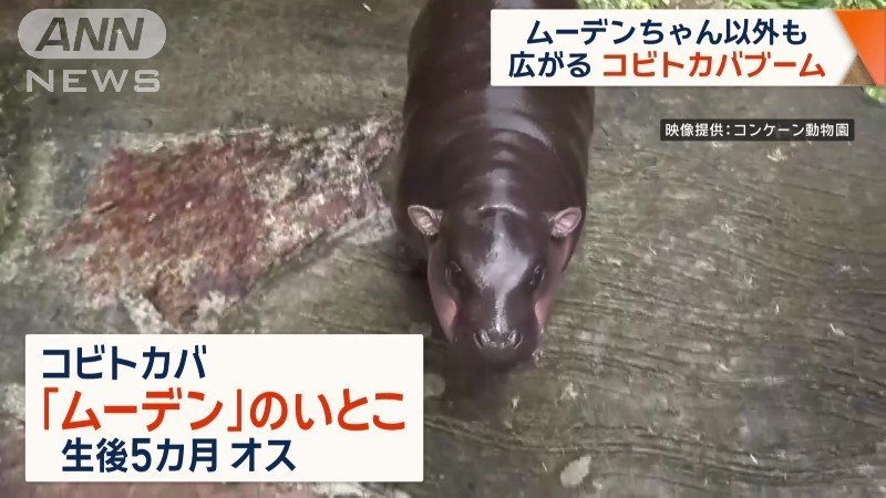 ムーデンちゃんのいとこ、生後5カ月のコビトカバ