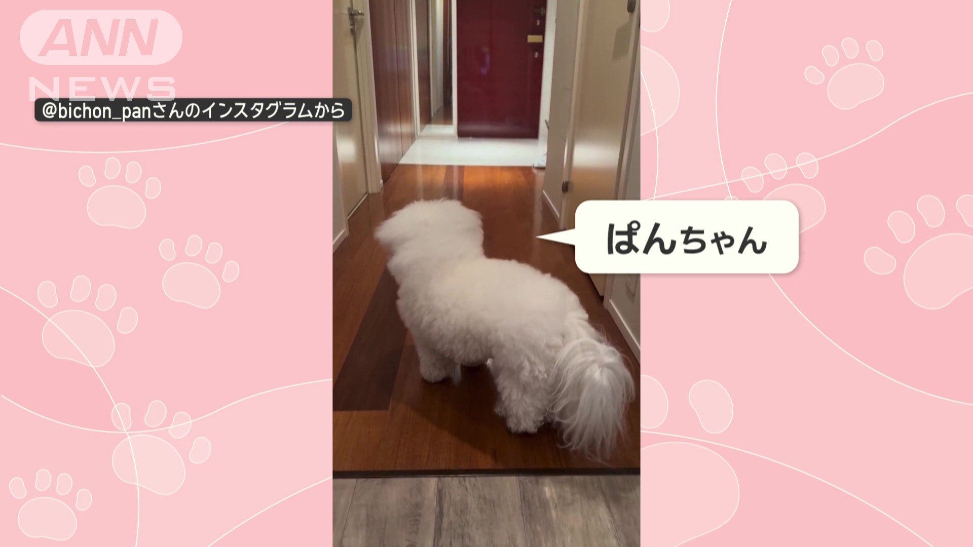 ビションフリーゼのぱんちゃん(5)