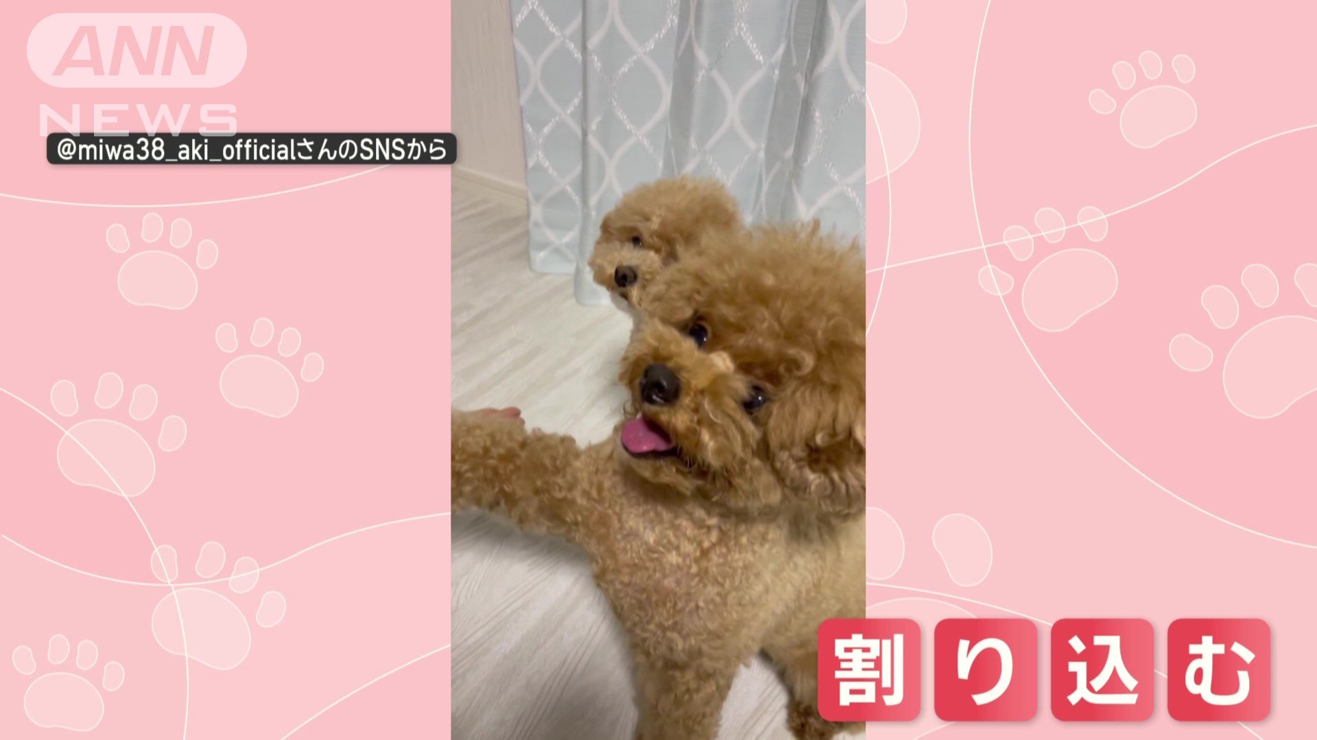 別のワンちゃんが割り込む