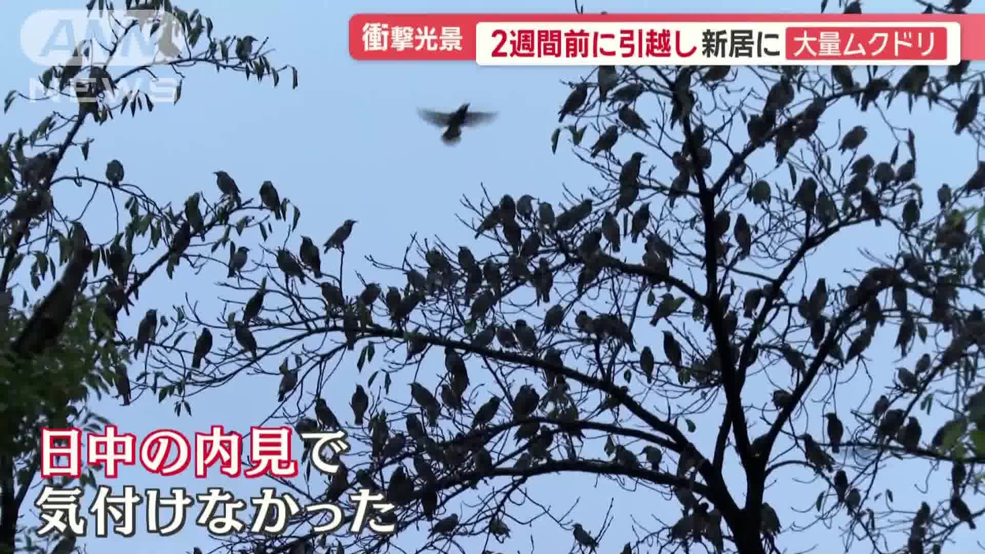 内見では把握できず
