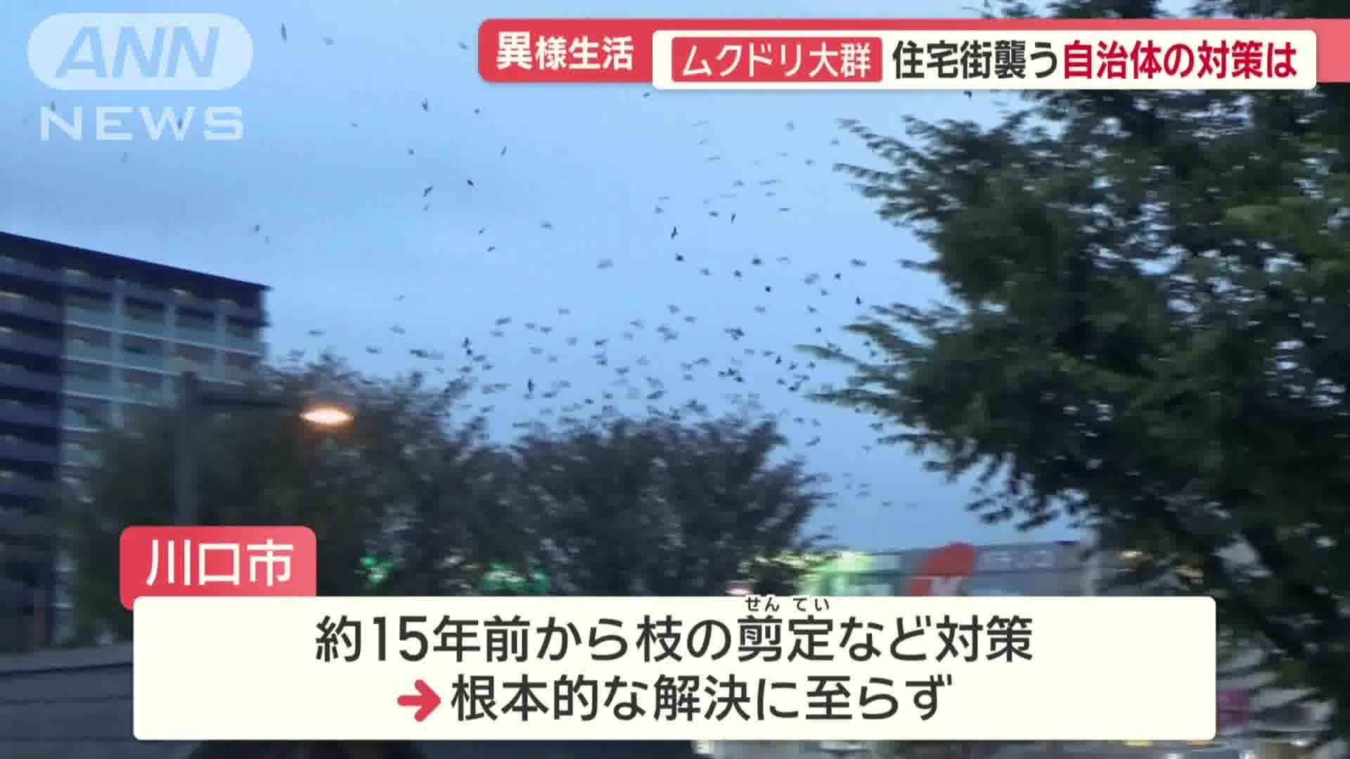 川口市のムクドリ対策
