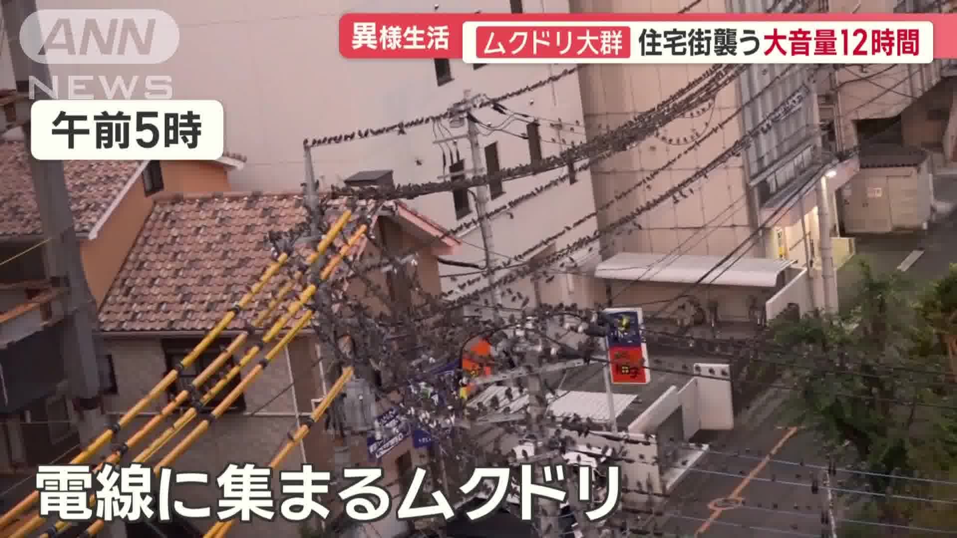 電線にも