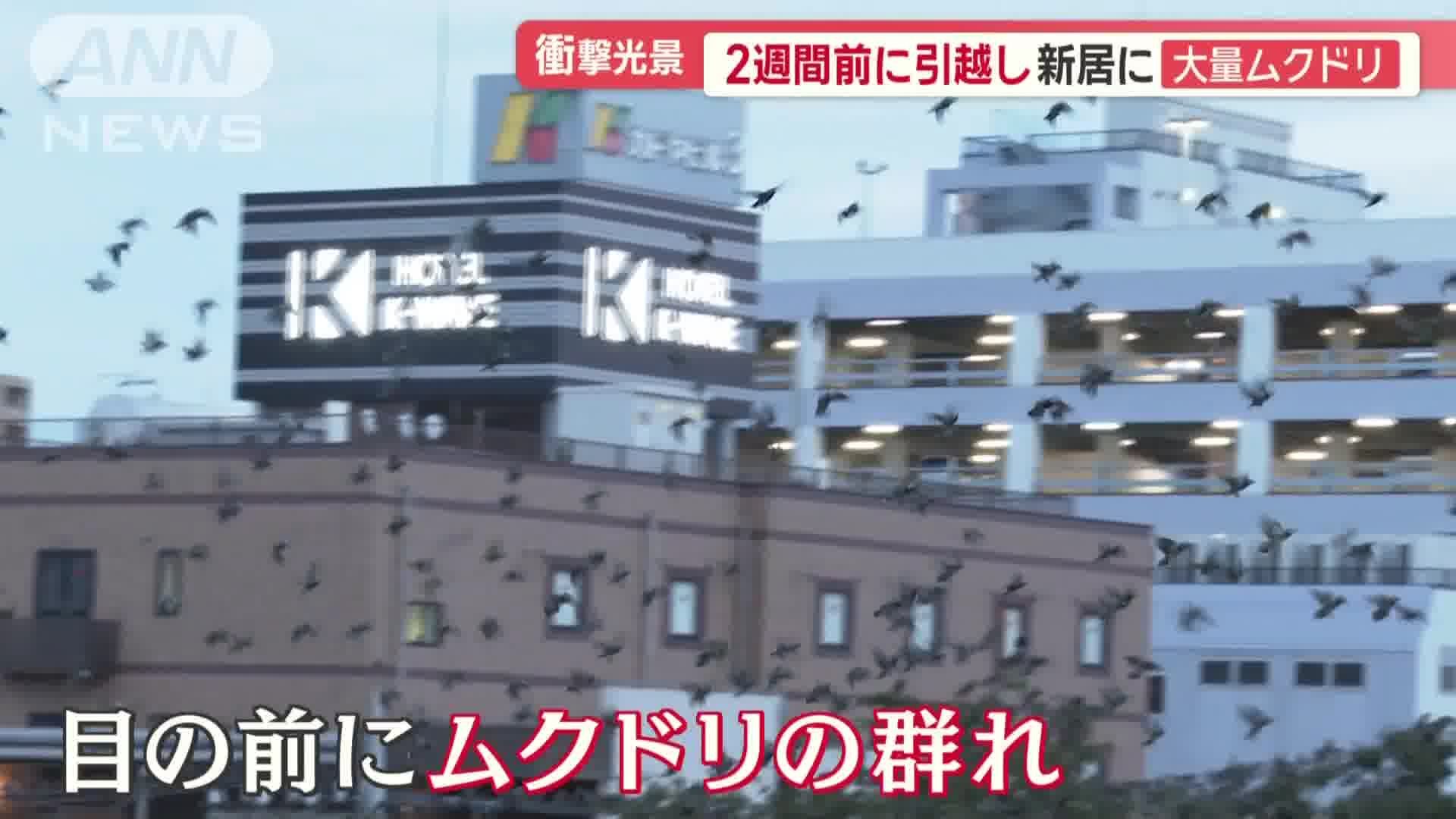 ムクドリの群れ