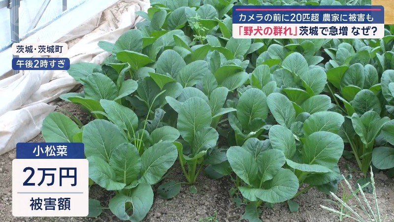 被害額は