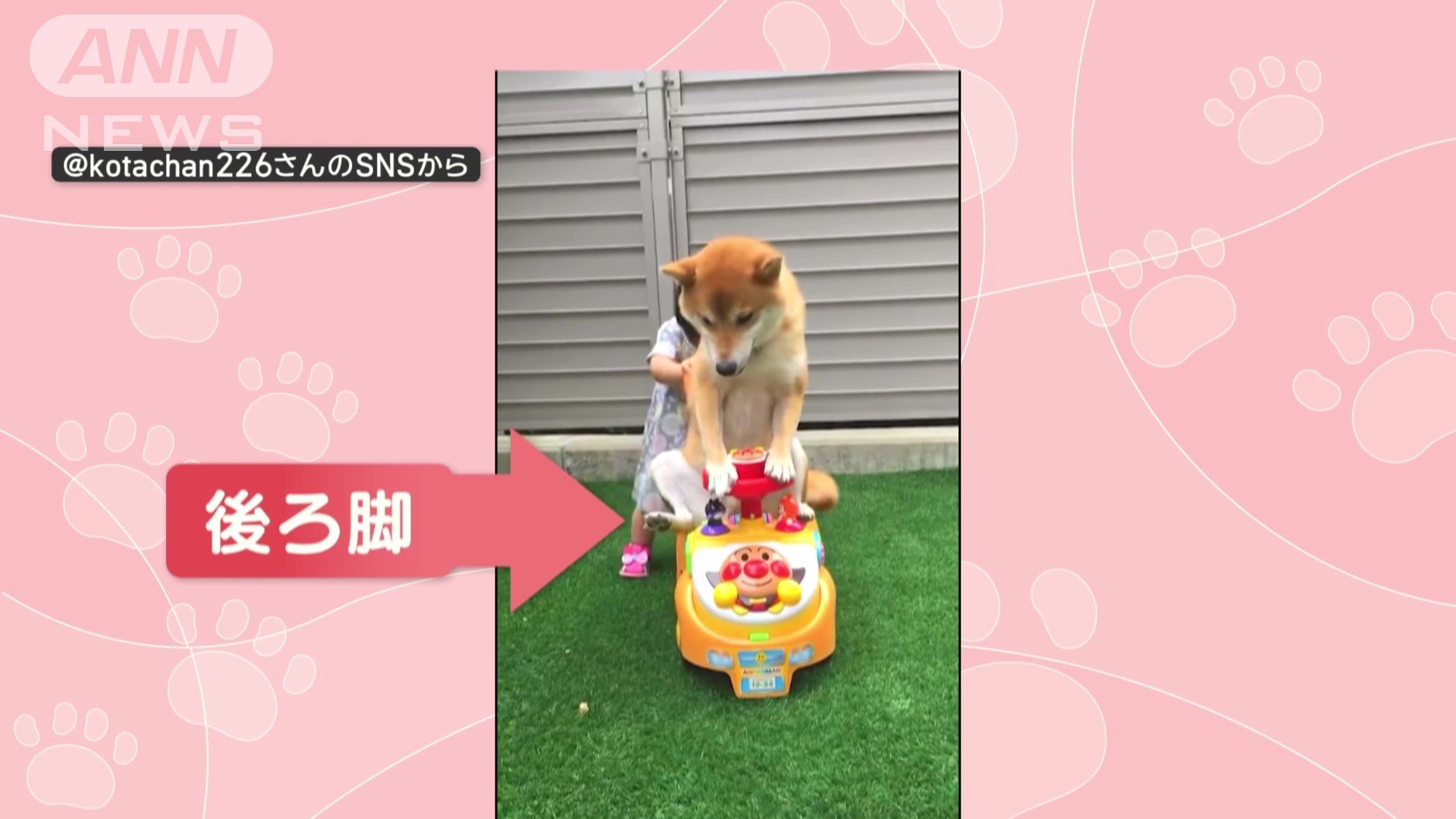 後ろ脚をヒョイ