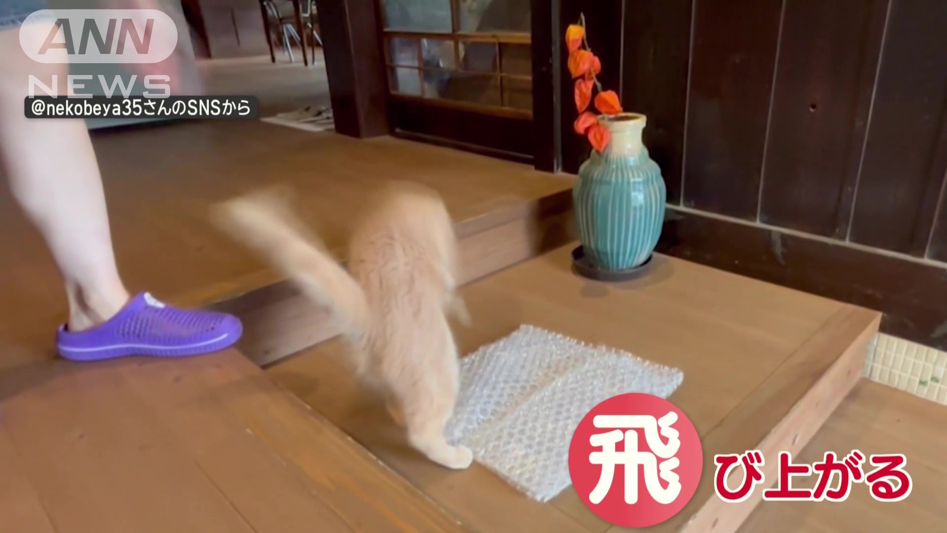 飛び上がる