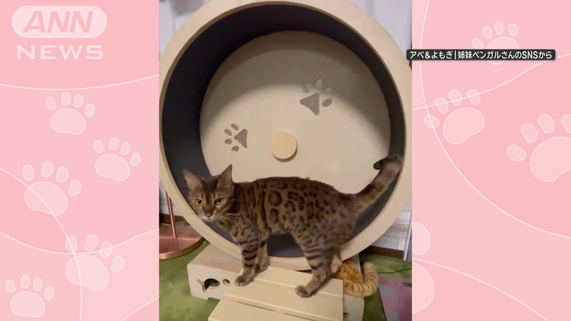 回し車の前にいるネコちゃん