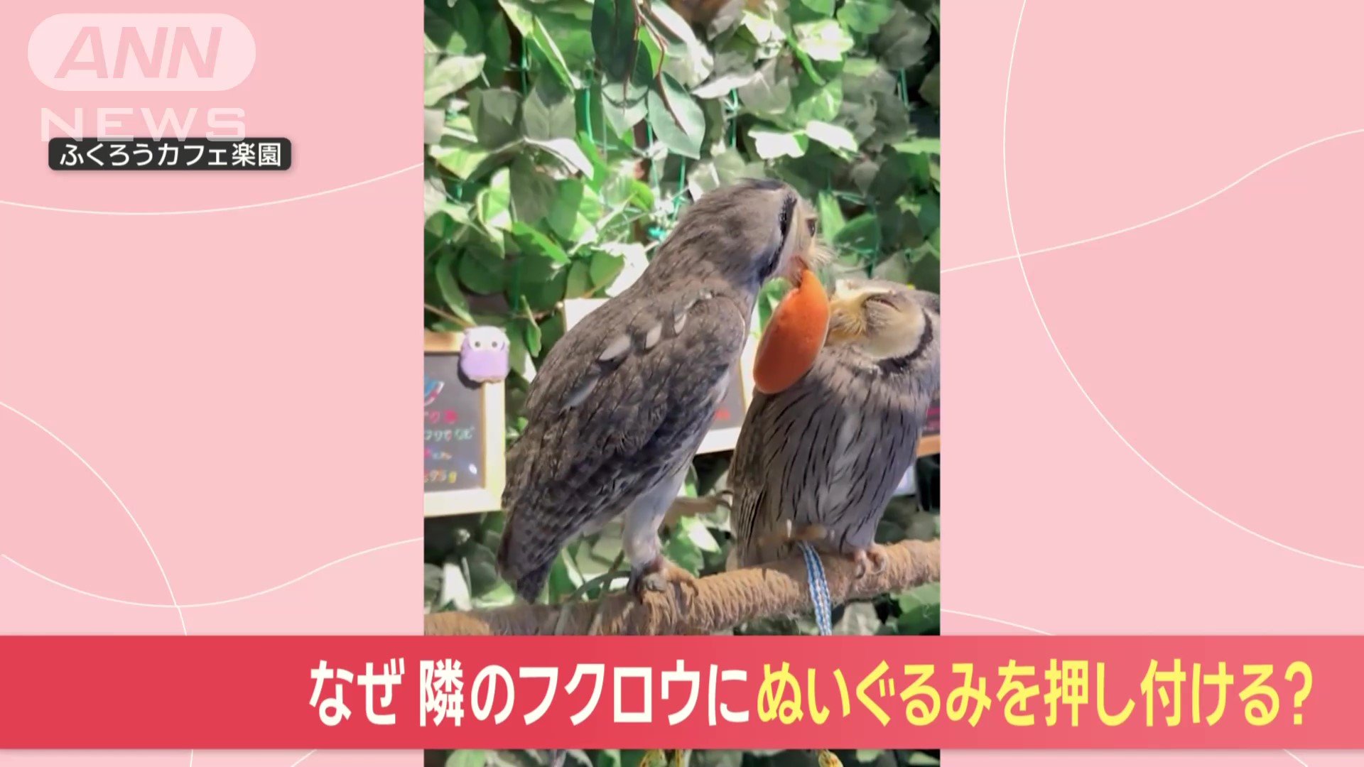 ミカンくん(7)とホロちゃん(7)