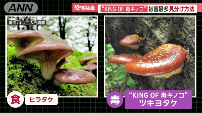 見た目が酷似