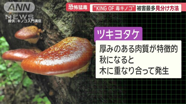 ツキヨタケ