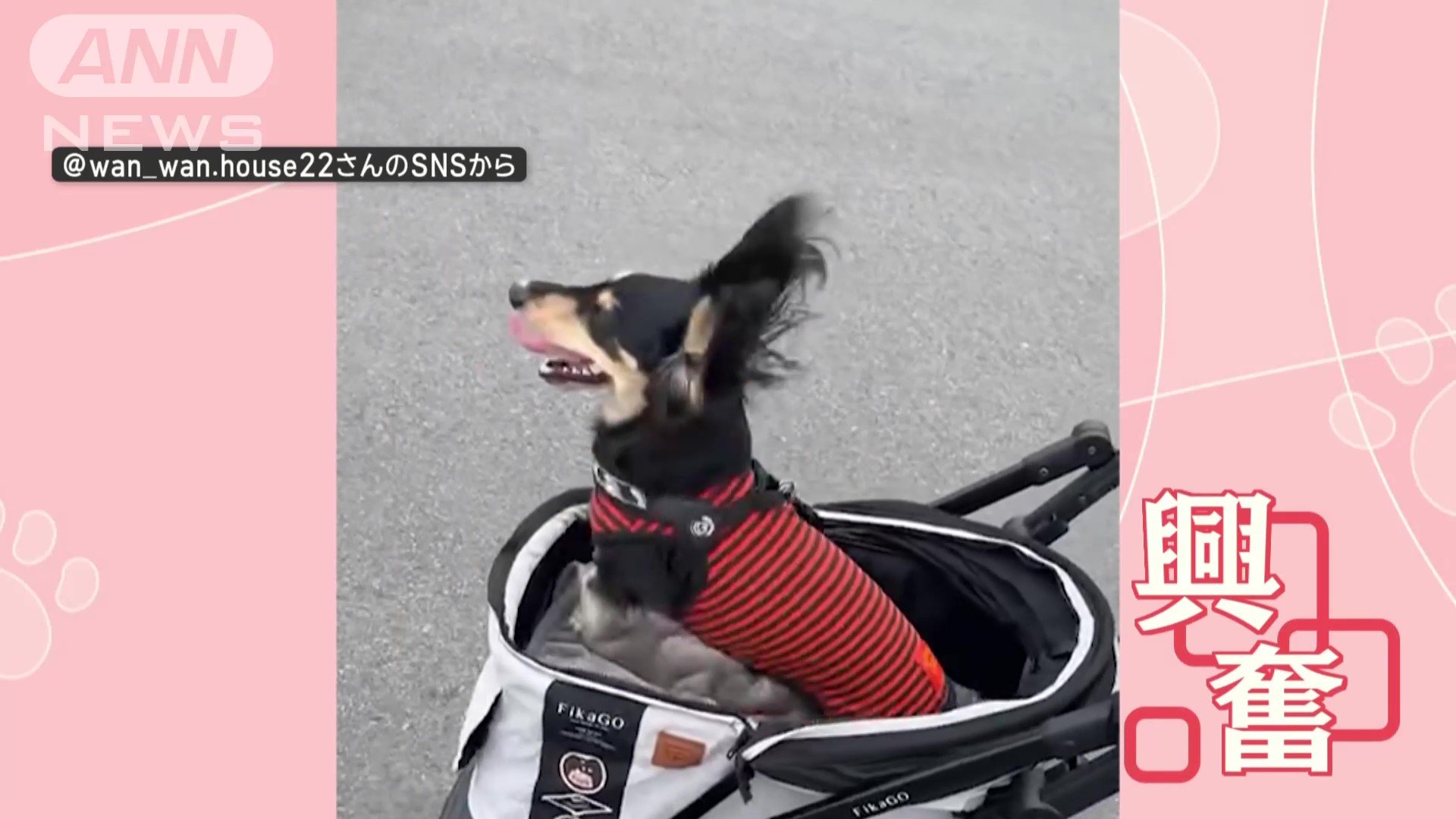 テンション上がるワン」ホームセンターでぴょんぴょんするワンちゃん