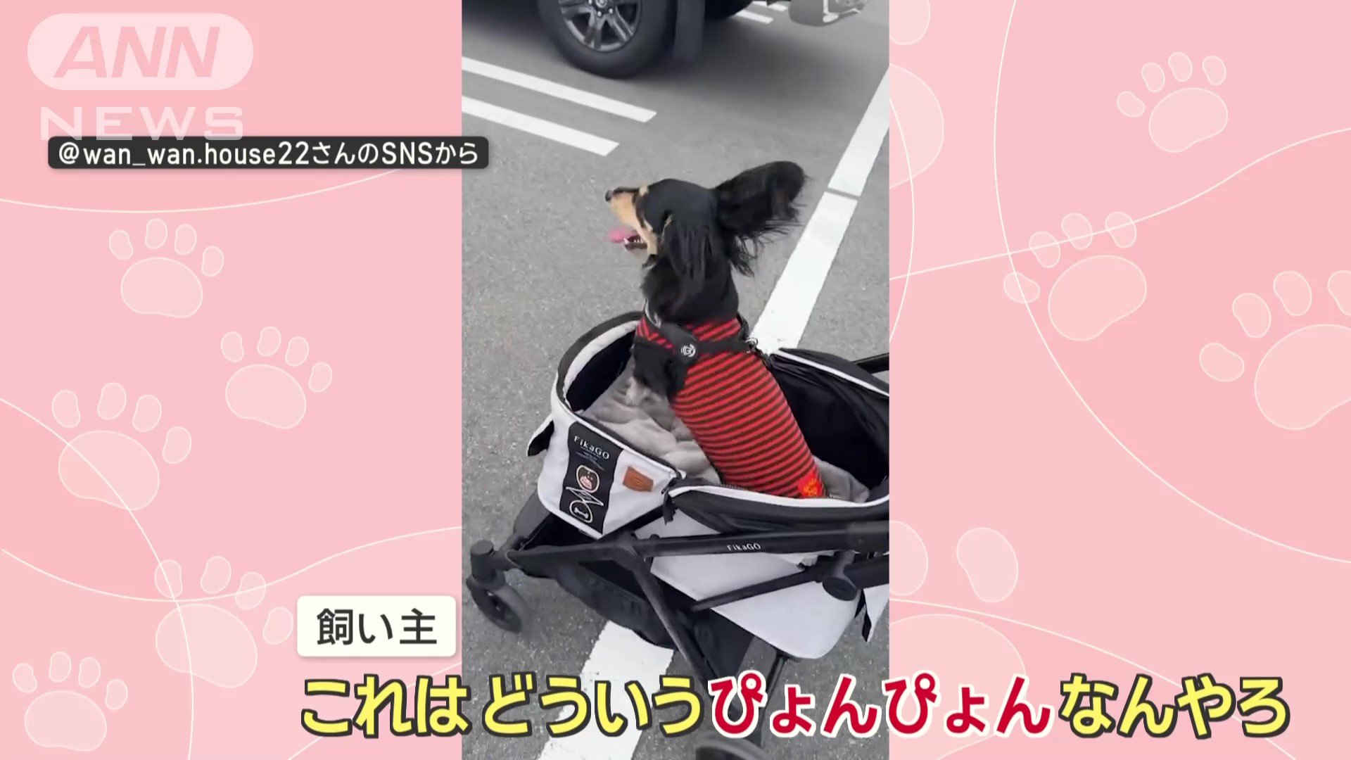 飼い主さんも困惑
