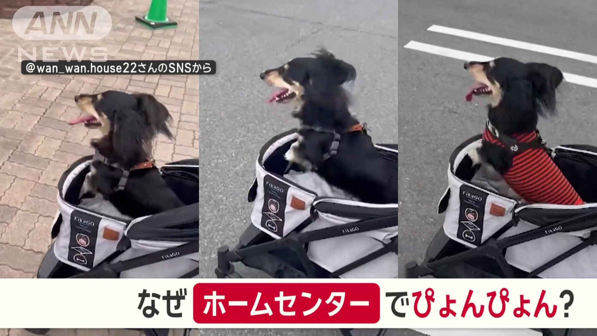 なぜホームセンターでぴょんぴょん？