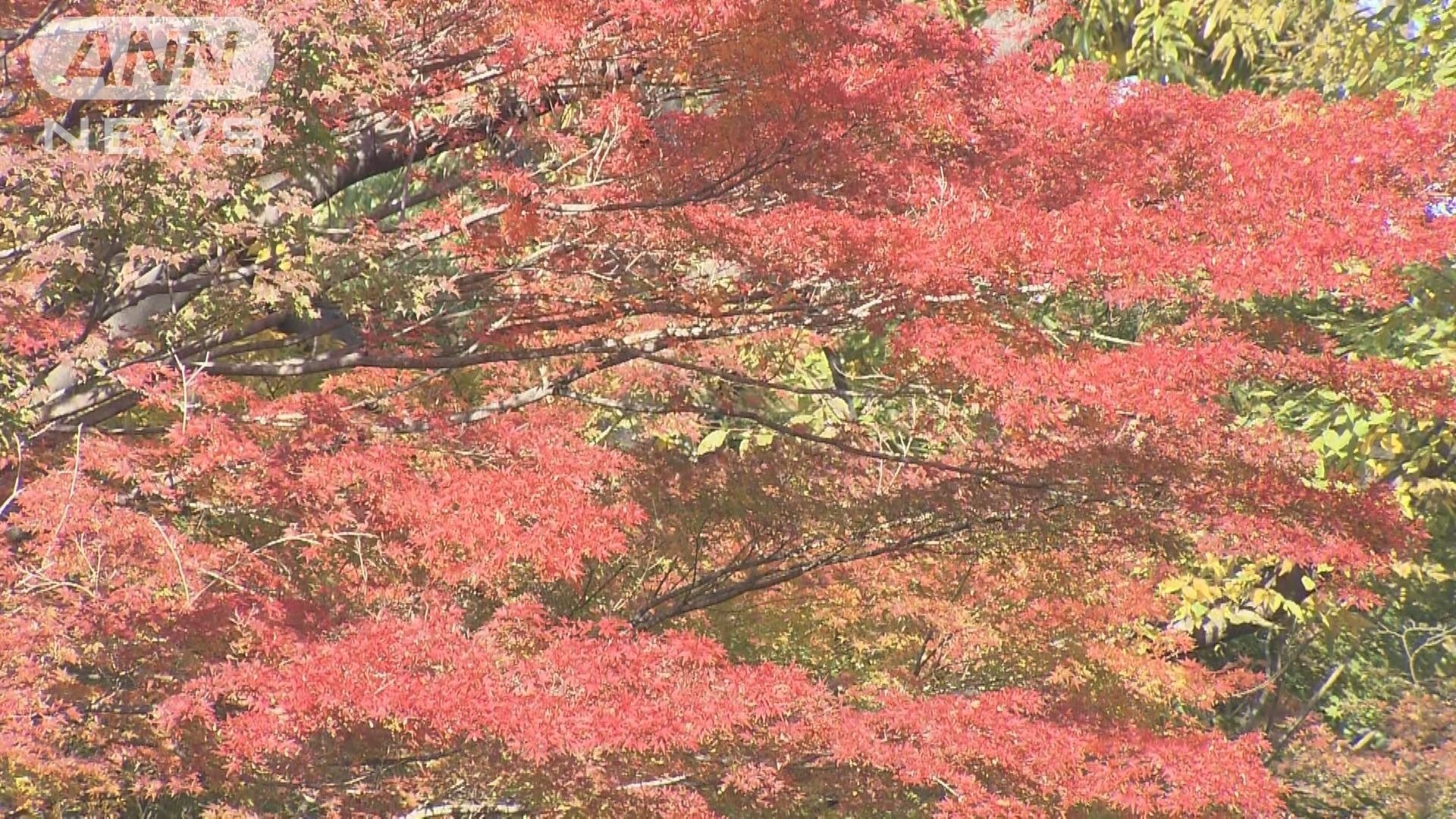 北の丸公園の紅葉