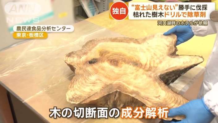木の切断面の成分解析