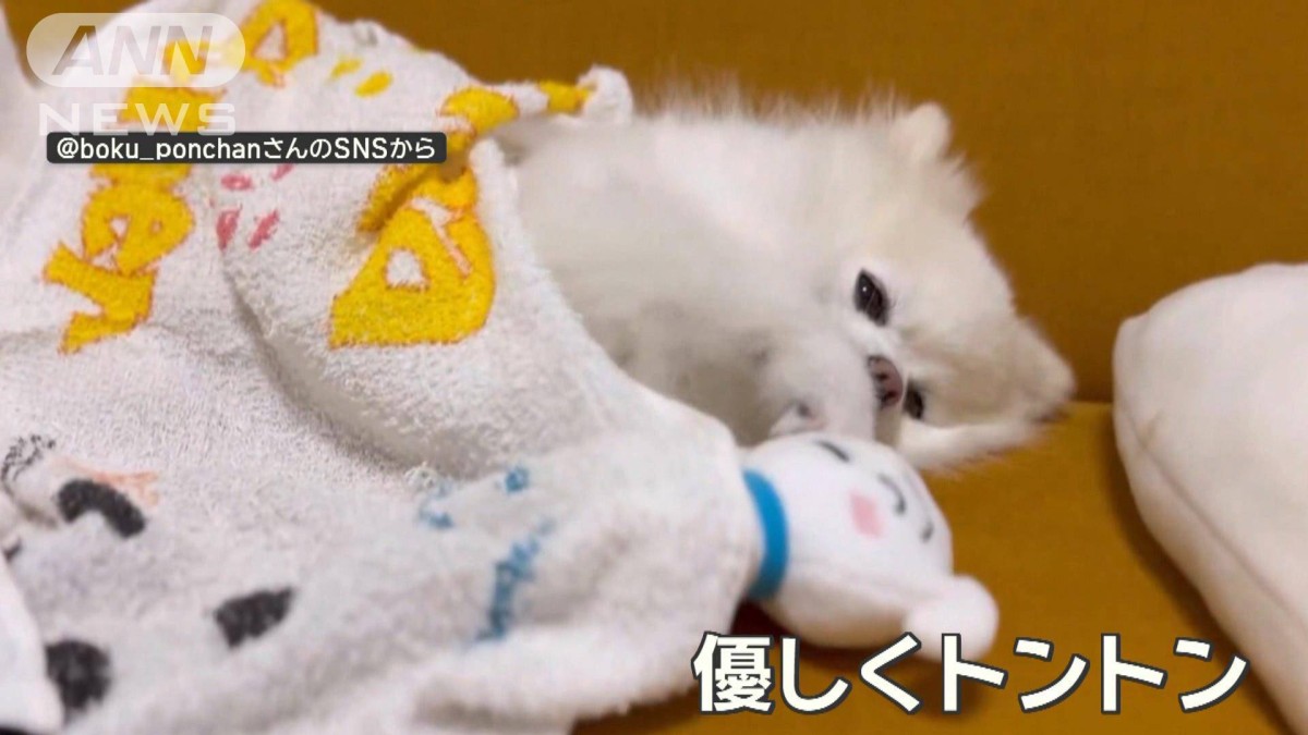 まるで寝かしつけ！ぬいぐるみをトントン…寝落ちするワンちゃん　なぜトントンする？