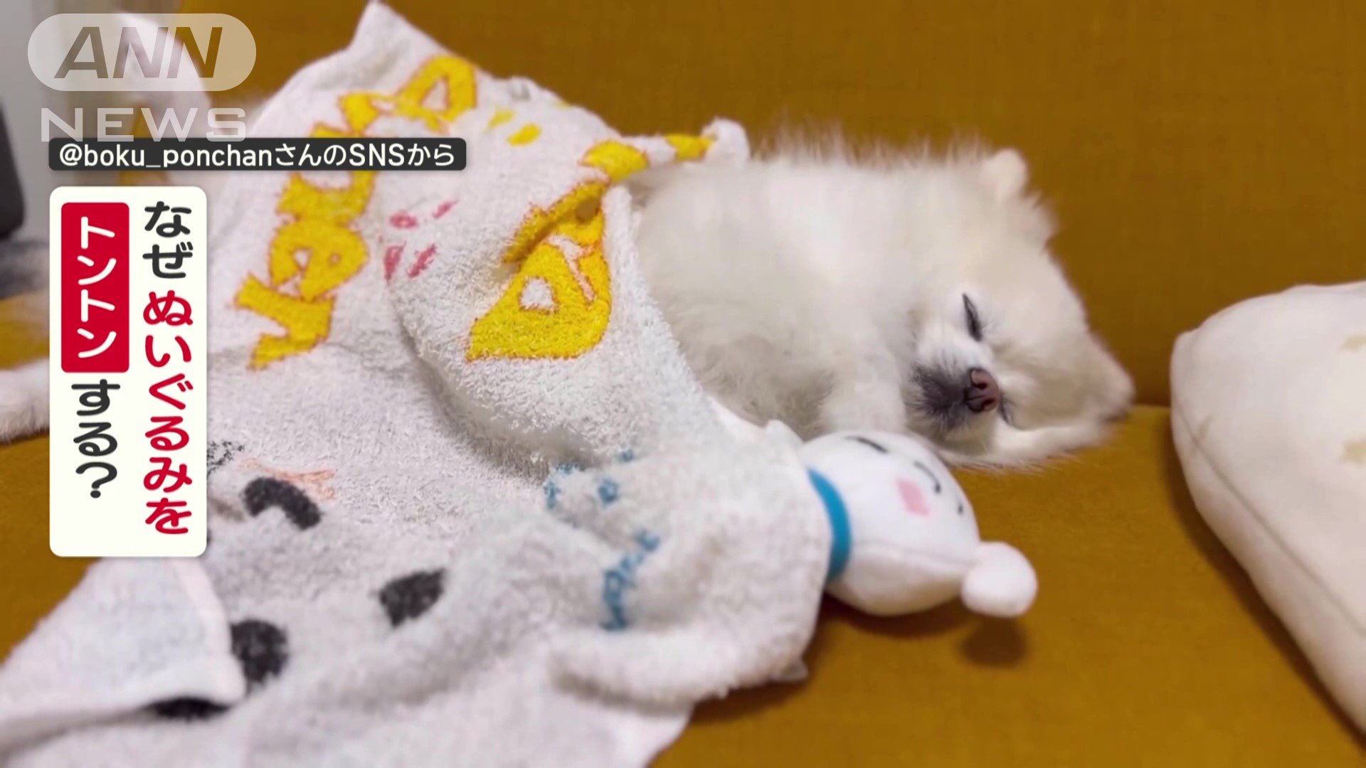 なぜぬいぐるみをトントンする？