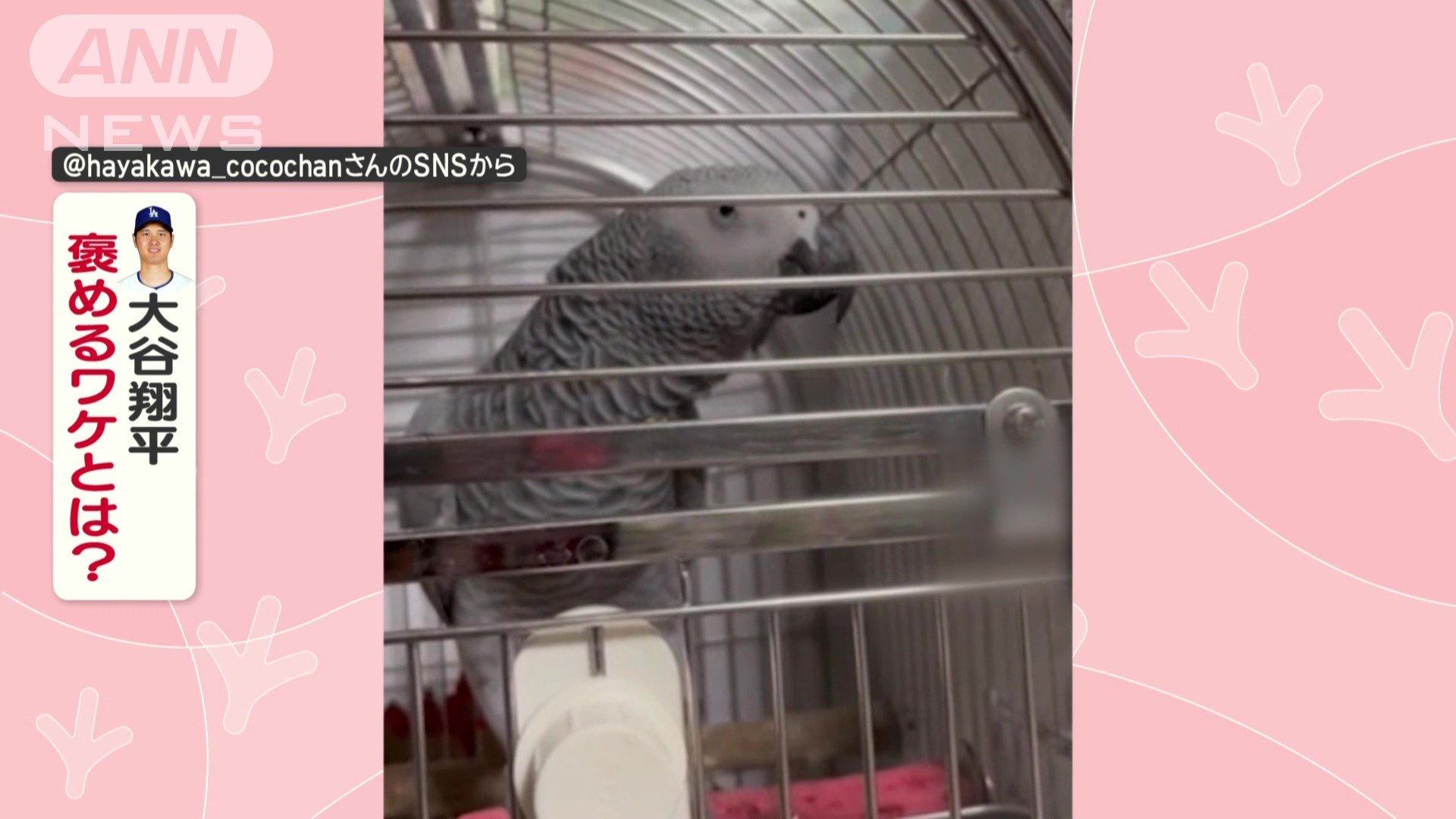 大谷選手を褒めるワケとは？