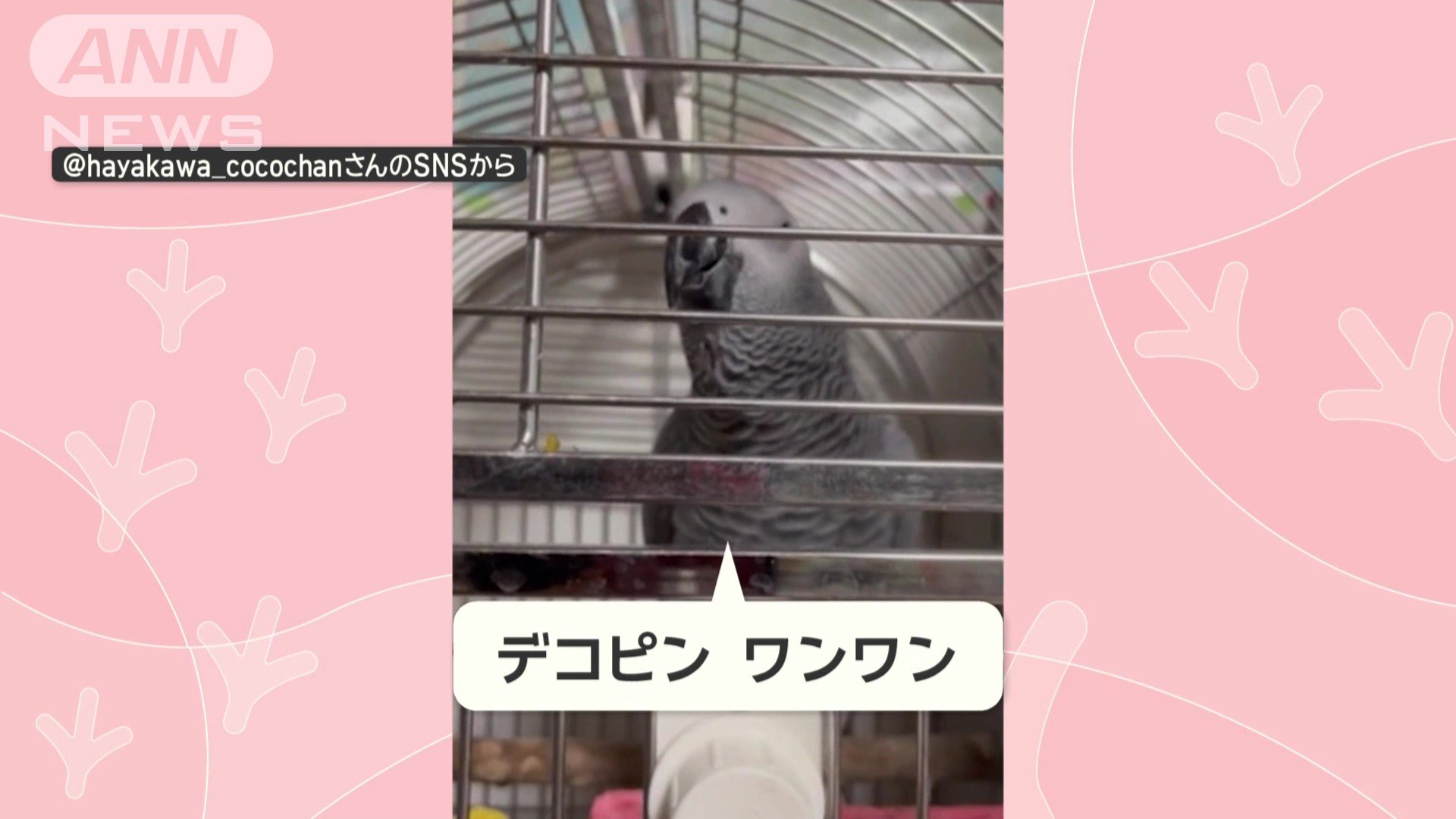 「デコピン、ワンワン」