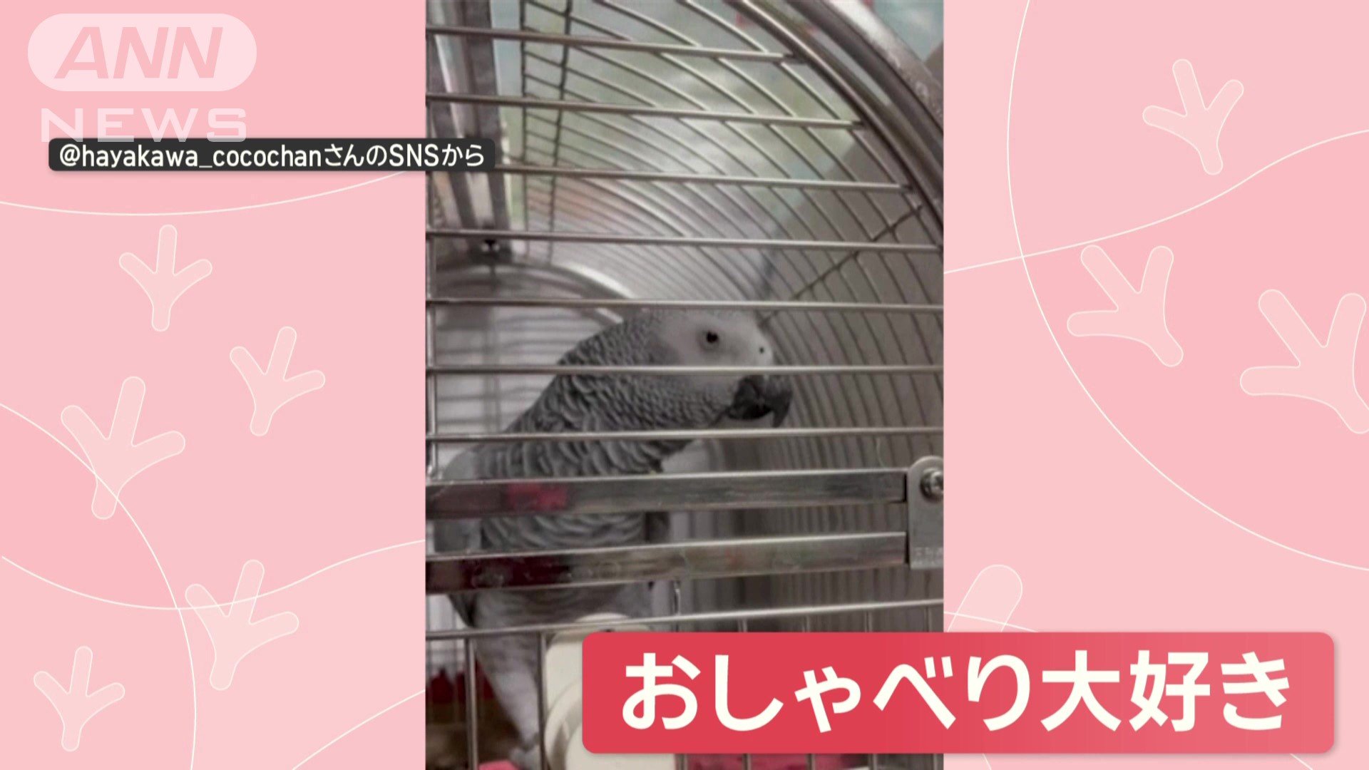 おしゃべり大好き
